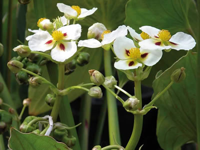 Sagittaria