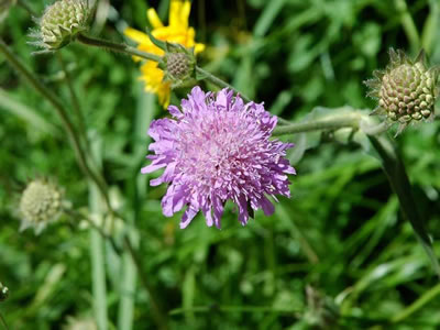 Scabiosa