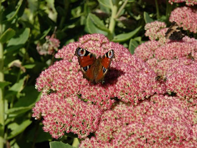 Sedum da fiore