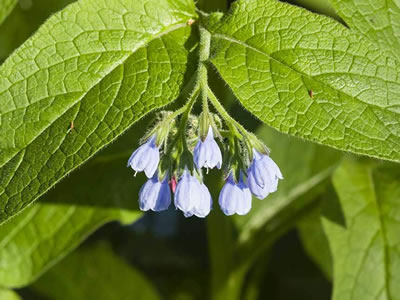 Sinfito da fiore