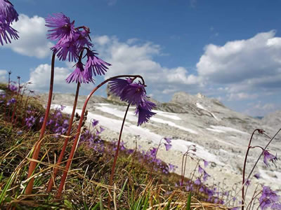 Soldanella