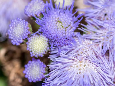 Stokesia