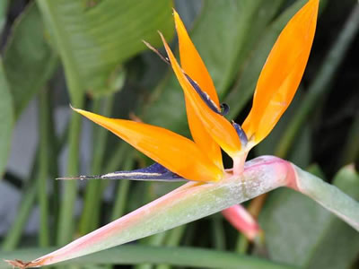 Strelitzia