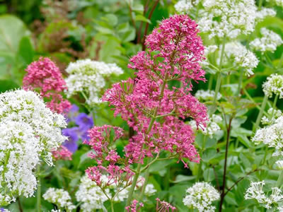 Valeriana rossa