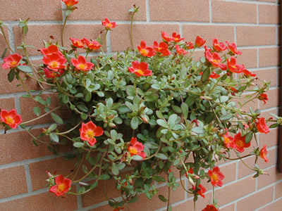 Portulacca