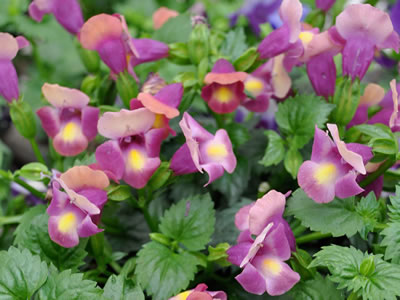 Torenia