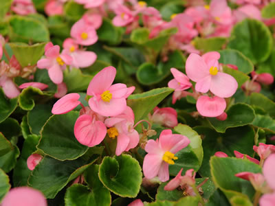 Begonia a fiori piccoli