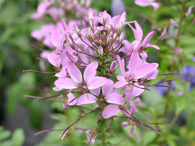 Cleome