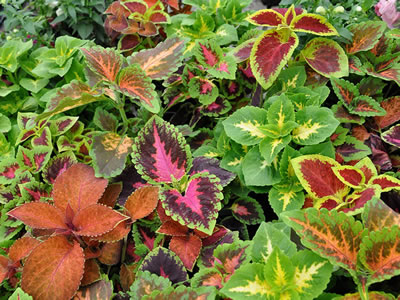 Coleus