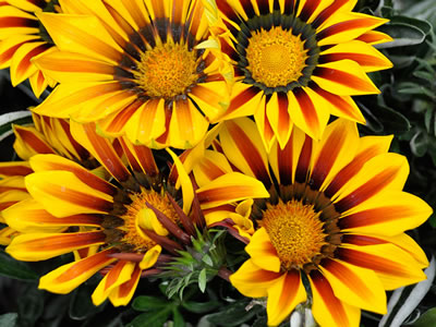 Gazania