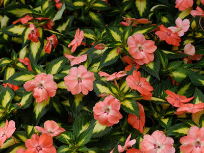 Impatiens