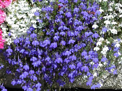 Lobelia