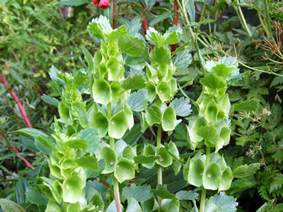 Moluccella