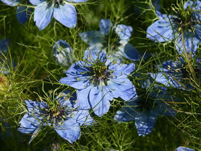 Nigella