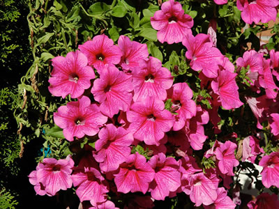 Petunia