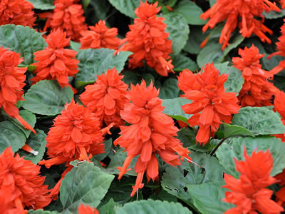 Salvia da fiore