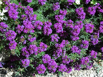 Verbena