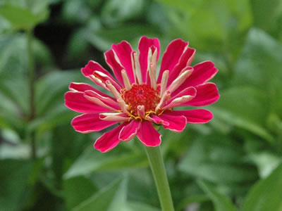 Zinnia