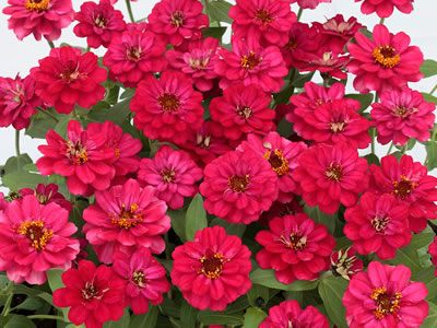 Zinnia “Profusion Double Hot Cherry”