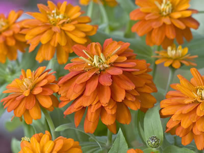 Zinnia “Zahara Sunburst”