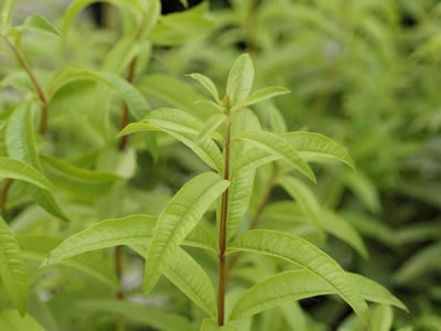 Erba luigia (Aloysia)