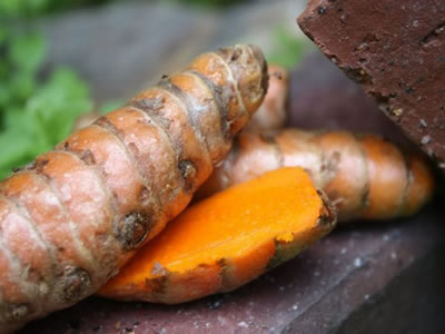 Curcuma alismatifolia