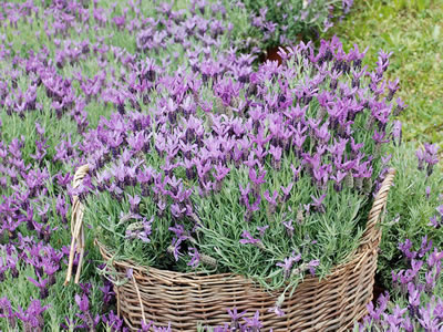 Lavanda