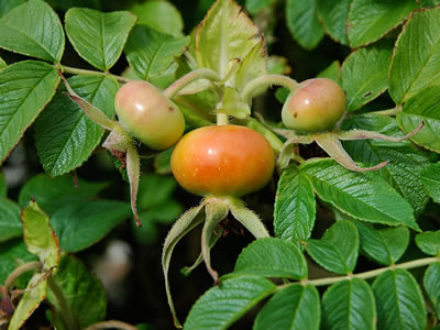 Rosa canina