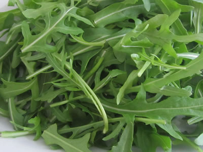 Rucola