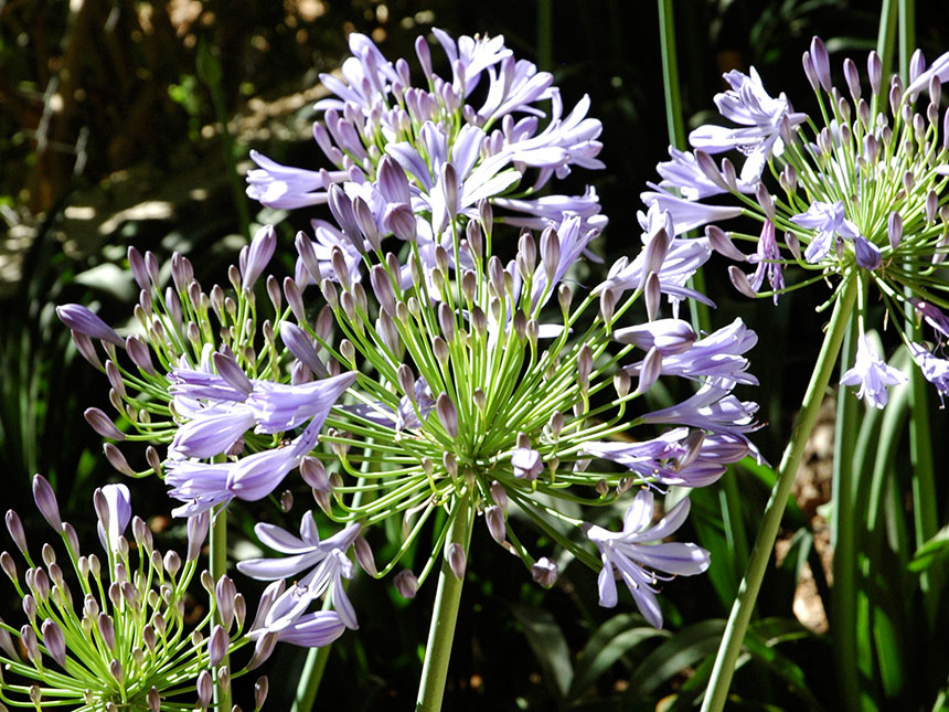 Agapanto - Agapanthus 