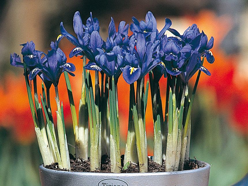 Iris bulbose precoci