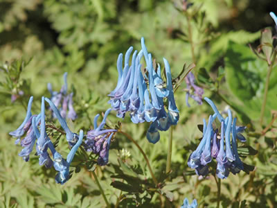 Corydalis