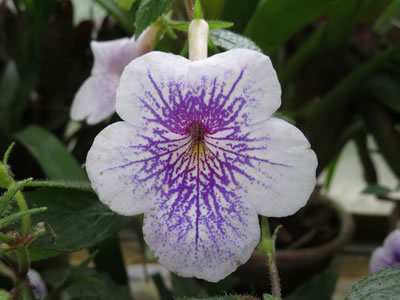 Achimenes