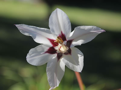 Acidanthera