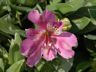 Alstroemeria