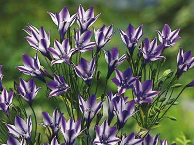 Brodiaea