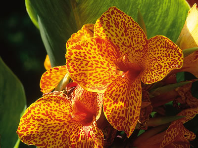 Canna d’India