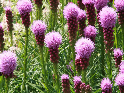 Liatris