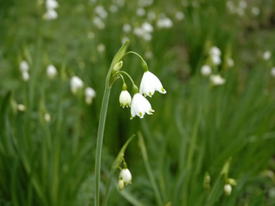 Campanellino