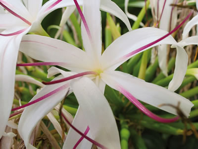 Crinum