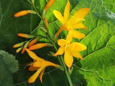 Crocosmia