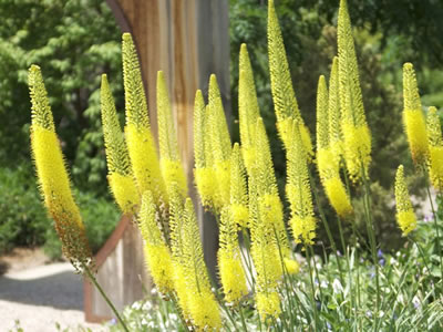 Eremurus