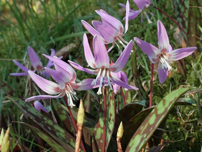 Erythronium