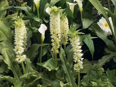 Eucomis