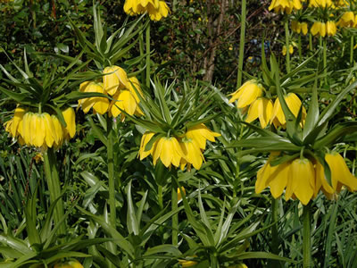 Fritillaria