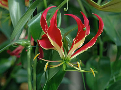 Gloriosa