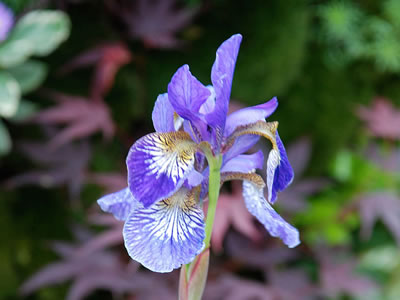 Iris giapponese