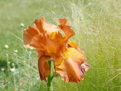 Iris, giaggiolo