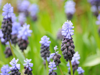 Muscari