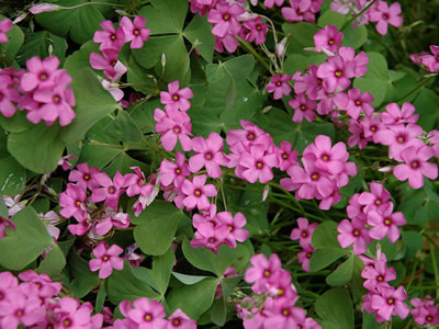 Oxalis